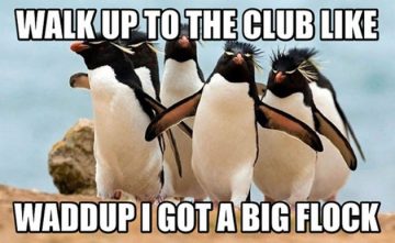 Penguins walking with funny caption about clubbing