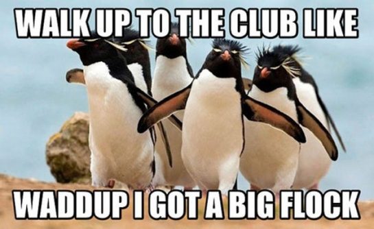 Penguins walking with funny caption about clubbing