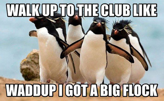 Penguins walking with funny caption about clubbing