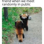 Two red pandas standing with paws up, resembling friends meeting in public