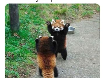 Two red pandas standing with paws up, resembling friends meeting in public