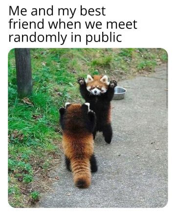 Two red pandas standing with paws up, resembling friends meeting in public