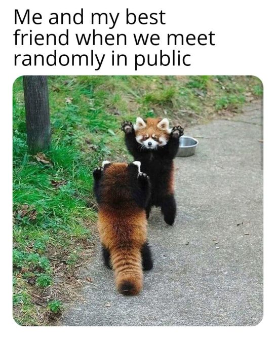 Two red pandas standing with paws up, resembling friends meeting in public