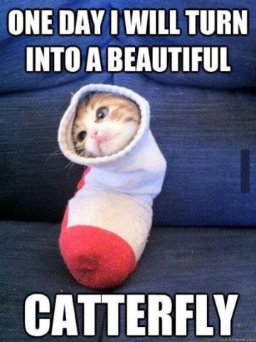 Kitten in a sock dreaming of becoming a catterfly.