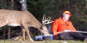 A deer eating from a cooler next to a sleeping hunter in a forest.