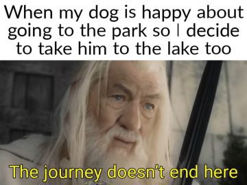 A happy moment with a dog going from park to lake, full of joy.