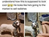 Dog wearing a scarf looks ready to sell radishes at the market.
