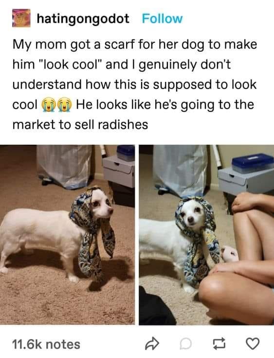 Dog wearing a scarf looks ready to sell radishes at the market.