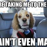 Dog looking unimpressed in car heading to vet.