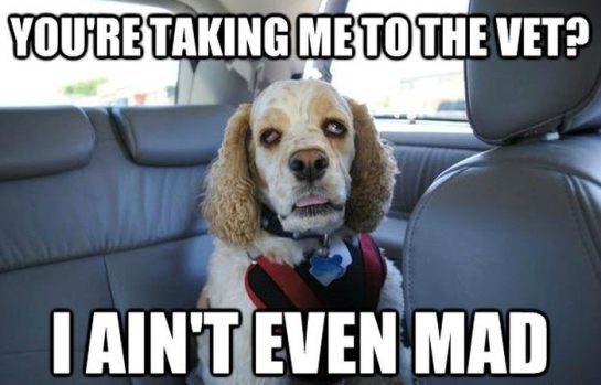 Dog looking unimpressed in car heading to vet.