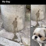 Dog's unexpected artistic pee pattern on sidewalk.