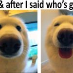 Two-panel image of a dog's reaction to being called a good boy