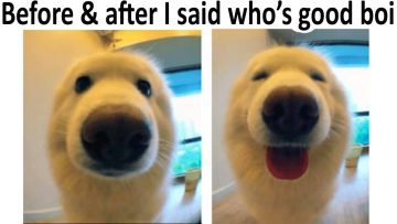 Two-panel image of a dog's reaction to being called a good boy