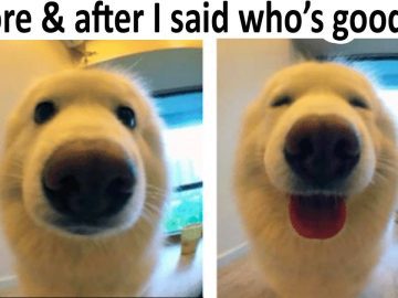 Two-panel image of a dog's reaction to being called a good boy