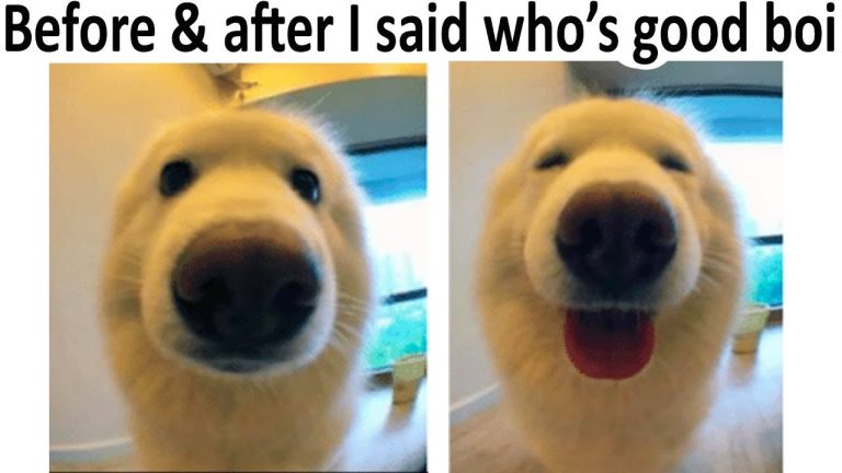 Two-panel image of a dog's reaction to being called a good boy