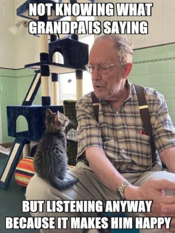 Kitten sits with grandpa, listening intently to his stories.