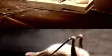 Mouse on a trap with cheese, captioned "What Doesn't Kill You Makes You Stronger"