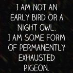 Meme text about not being an early bird or night owl, but an exhausted pigeon.
