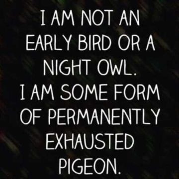 Meme text about not being an early bird or night owl, but an exhausted pigeon.