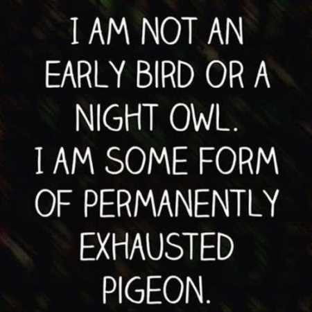 Meme text about not being an early bird or night owl, but an exhausted pigeon.