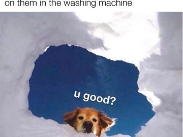 Dog looking through washing machine hole asking "u good?"