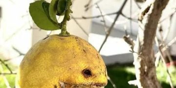 A menacing lemon on a tree with the caption "The lemons life gave me."