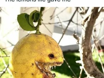 A menacing lemon on a tree with the caption "The lemons life gave me."
