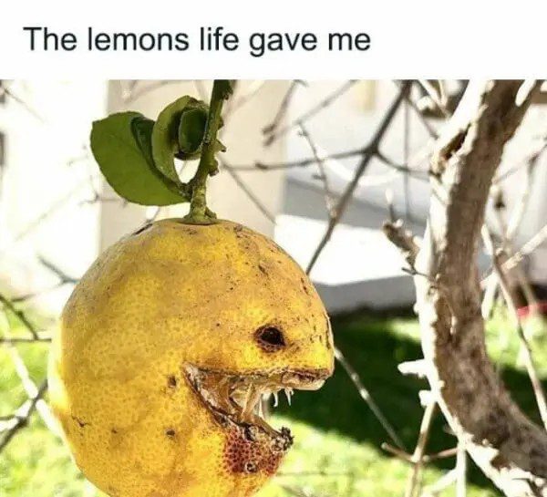 A menacing lemon on a tree with the caption "The lemons life gave me."