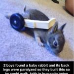 Baby rabbit with wheelchair built by kids