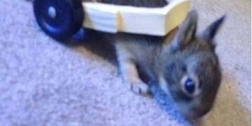 Baby rabbit with wheelchair built by kids