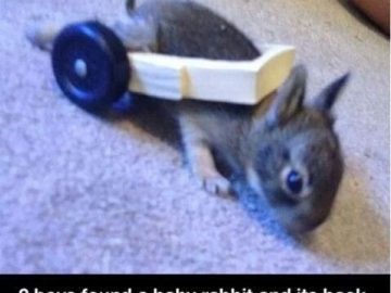 Baby rabbit with wheelchair built by kids