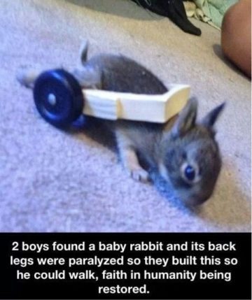 Baby rabbit with wheelchair built by kids