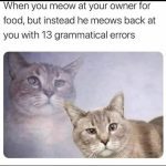 Cat unimpressed by owner's grammatically incorrect meows.