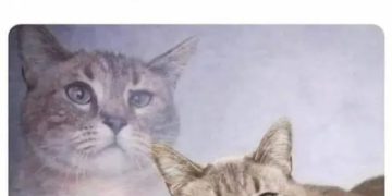 Cat unimpressed by owner's grammatically incorrect meows.