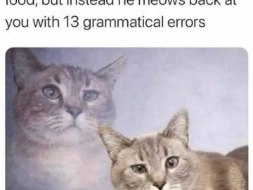 Cat unimpressed by owner's grammatically incorrect meows.