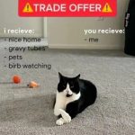 Black and white cat offering a trade of itself for home comforts.