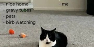 Black and white cat offering a trade of itself for home comforts.