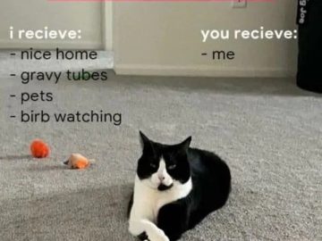 Black and white cat offering a trade of itself for home comforts.