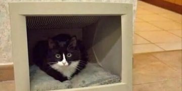 Cat sitting inside a retro monitor with a funny text about internet and cat videos.