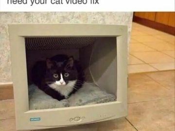 Cat sitting inside a retro monitor with a funny text about internet and cat videos.