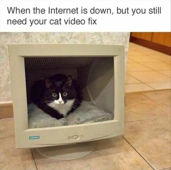 Cat sitting inside a retro monitor with a funny text about internet and cat videos.