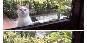 Two cats looking through a window like kids asking for lunch.
