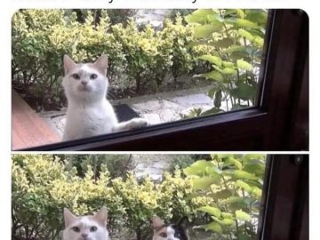Two cats looking through a window like kids asking for lunch.