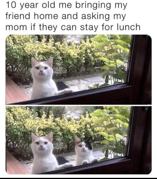 Two cats looking through a window like kids asking for lunch.