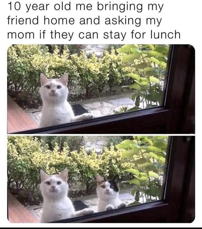 Two cats looking through a window like kids asking for lunch.