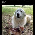 Dog cuddling a fawn in a grassy field, showcasing unexpected friendship.
