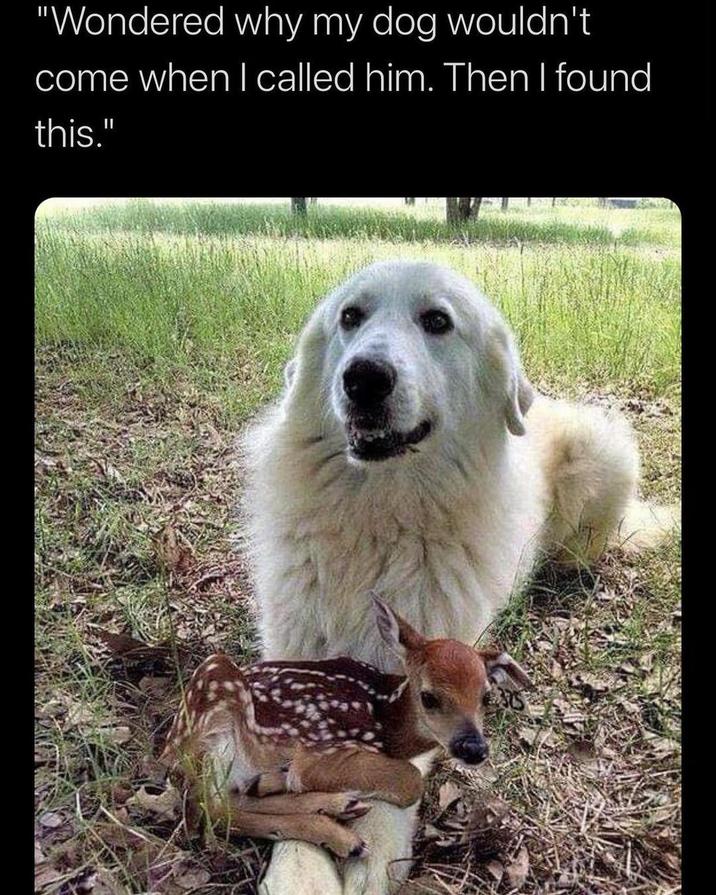 Dog cuddling a fawn in a grassy field, showcasing unexpected friendship.