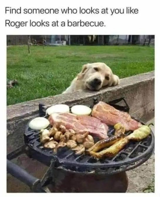 Dog gazing at barbecue grill filled with meat and veggies