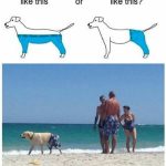 Dog wearing pants at the beach, mimicking viral dog pants debate