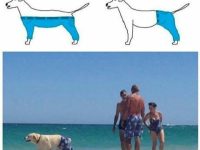 Dog wearing pants at the beach, mimicking viral dog pants debate
